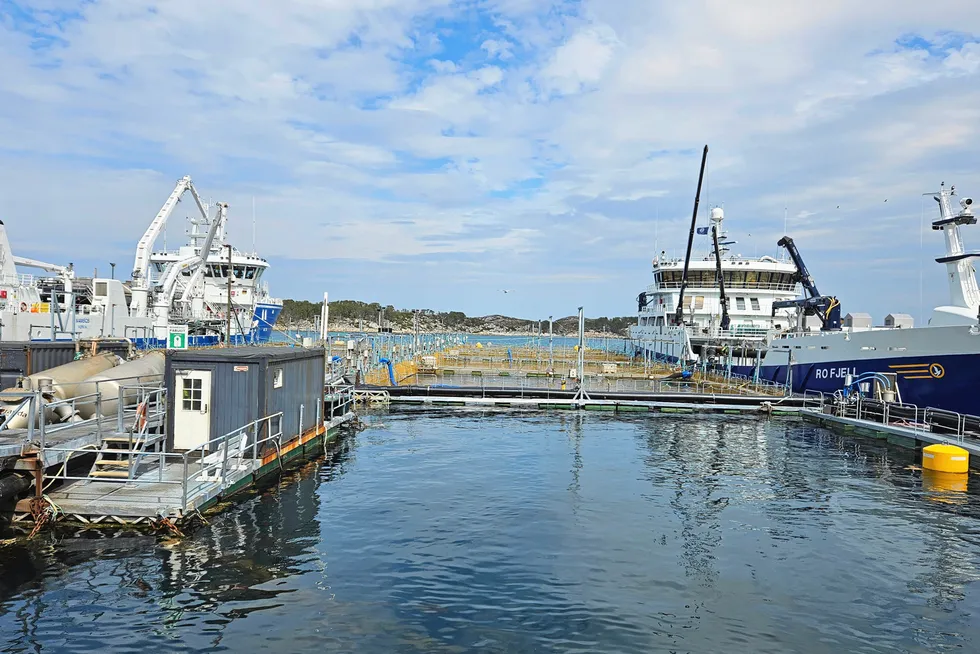 Levering av fisk til ventemerdene til Salmar på Frøya tidligere denne uken.