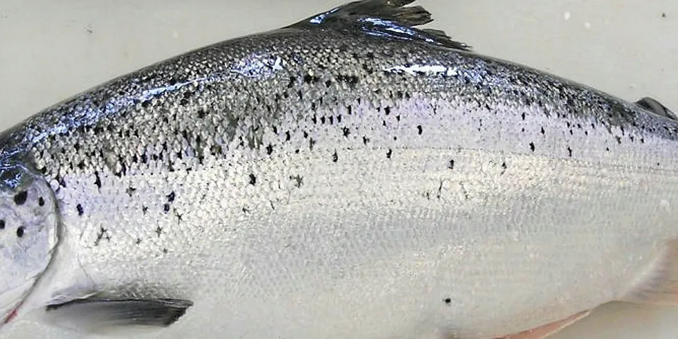 PRODFISK: Laks med forkortede ryggvirvler er eksempel på en fisk som blir klassifisert som prodfisk.