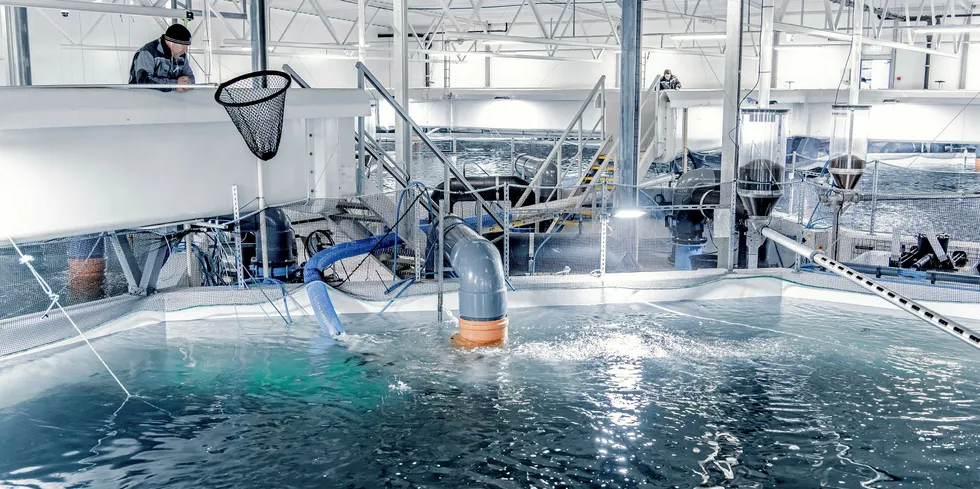 Tytlandsvik Aqua i Ryfylke leverer postsmolt til Grieg Seafood og Bremnes Seashore.