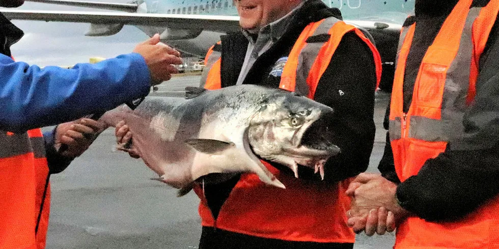 The first 18,000 pounds of fresh Copper River salmon arrived in Seattle via an Alaska Airlines plane.