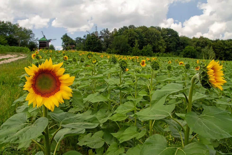 Sunflowers bloom in a field near Kyiv, Ukraine. Before Russia invaded, Ukraine exported 12 percent of the world’s sunflower oil.
