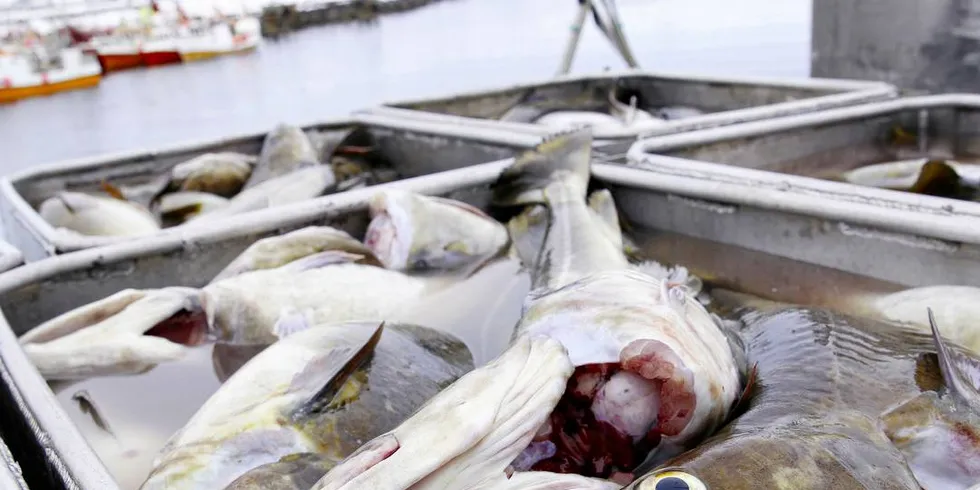 KVOTEVINNERE: 15 yngre fiskere født etter 1987 er tildelt deltakeradganger i fisket etter torsk, hyse og sei.Illustrasjonsfoto: Arne Fenstad