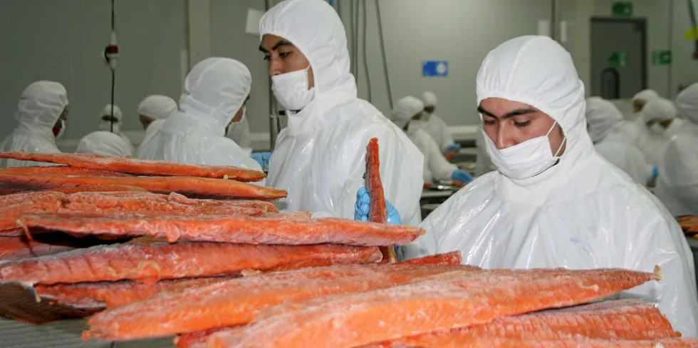 En ikke helt ufarlig jobb: Arbeid i laksefabrikk i Chile. Arkivfoto: Anders Furuset