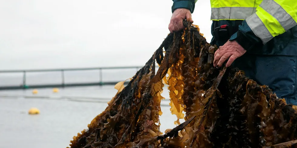 Lerøys og Bellonas selskap har satt i gang algeproduksjon gjennom selskapet Ocean Forest. Her fra starten på Rongøy utenfor Bergen i 2016.