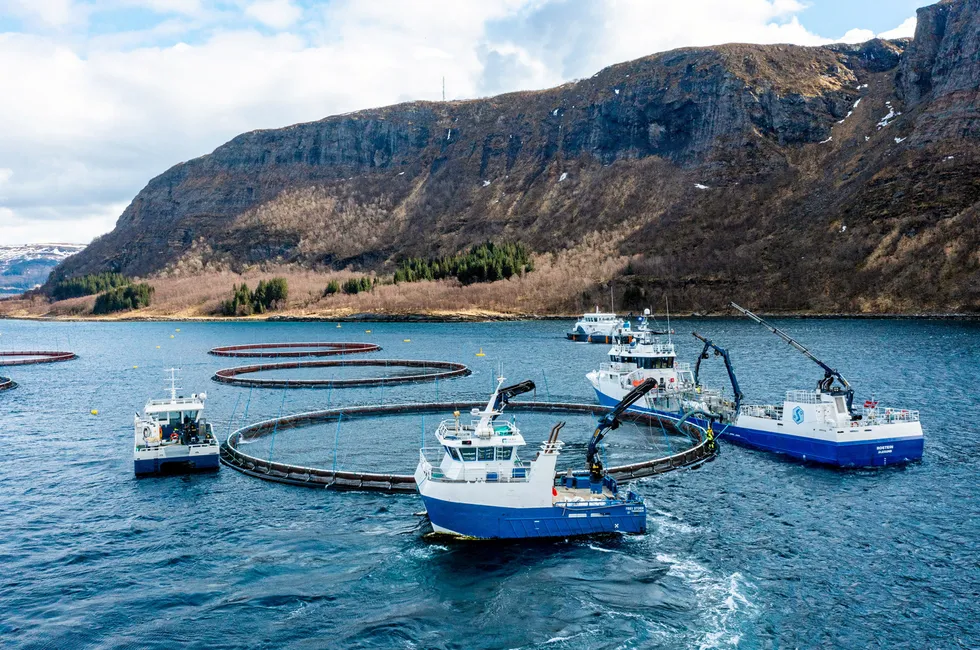 Norcod produserer torsk i merder i sjø, blant annet her i Næsna i Nordland. Selskapet er landets største torskeoppdretter.