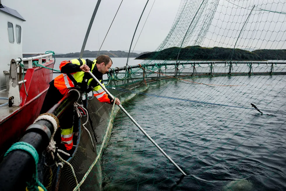 Lakseoppdretteren Norway Royal Salmon (NRS) satte flere rekorder i salg og inntekter i fjor tross problemer med fiskesykdommen ILA. Foto: Tommy Ellingsen