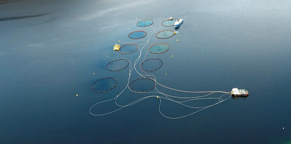 Grieg Seafood i Finnmark er trolig rammet av ILA.