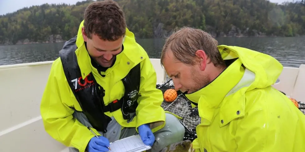 Bestanden av kysttorsken kollapset i Skagerrak rundt år 2000, og siden har bestanden slitt. Sebastian Bosgraaf (t.v.) og Alf Ring Kleiven er blant dem som forsker på å få opp igjen bestanden. Foto: Havforskningsinstituttet.