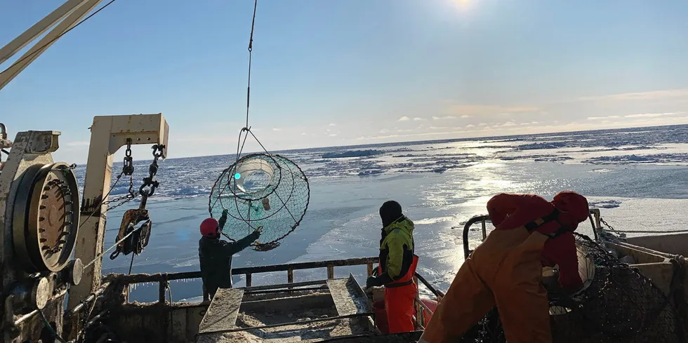 Snøkrabbefiske med «Arctic Opilio» i Barentshavet.