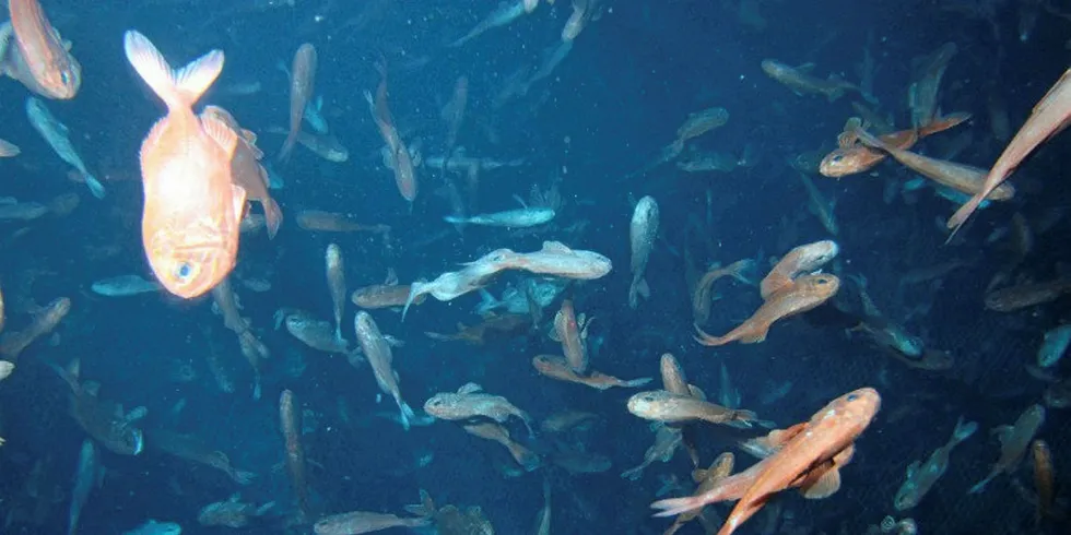 Underwater footage of New Zealand orange roughy.