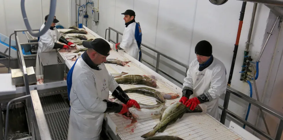 SØKER I NÆRMILJØET: Tobø Fisk i Havøysund tar ikke inn tilreisende arbeidere fra utlandet, grunnet koronarestriksjoner. De søker derfor etter ansatte i nærmiljøet.