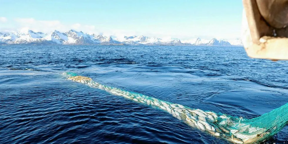 UTENFOR: Myndigheten bør bestemme at båter over 28 meter som fisker med snurrevad skal fiske utenfor fjordlinjene, mener Kystfiskarlagets leder, Arne Pedersen.Foto: Bjørn Tore Økland