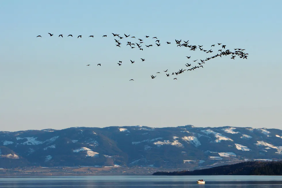 En flokk trekkfugler over Mjøsa ved Hamar, på vei «hjem» for sommeren. Foto: Håkon Mosvold Larsen/Scanpix