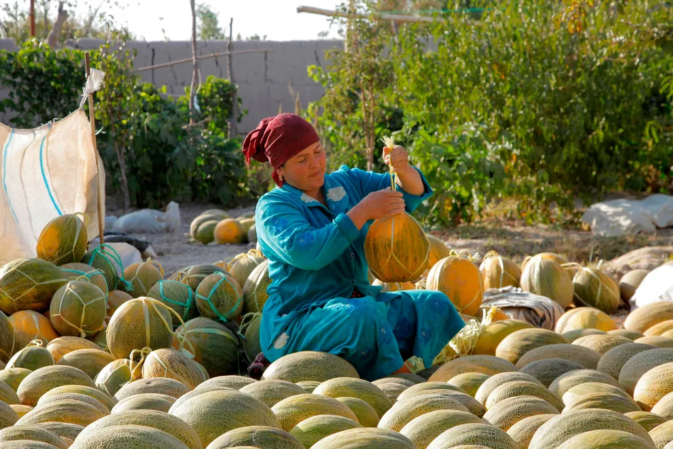 Almost ripe: a woman prepares melons to be hanged for storage in a shed in the village of Vazir in the northwest of Uzbekistan