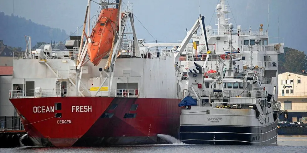 Fabrikkskipet «Ocean Fresh» som tar imot fisk fra mindre fiskebåter utenfor Mauritania. Her ved Bontelabo i Bergen i 2013.