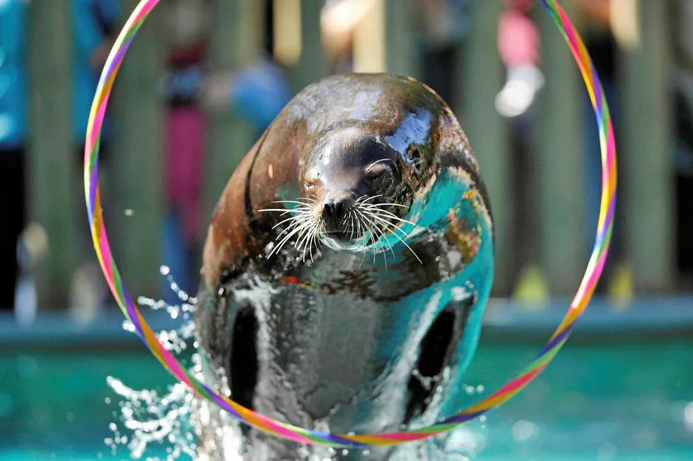 Still not through the hoop: Premier at Sea Lion