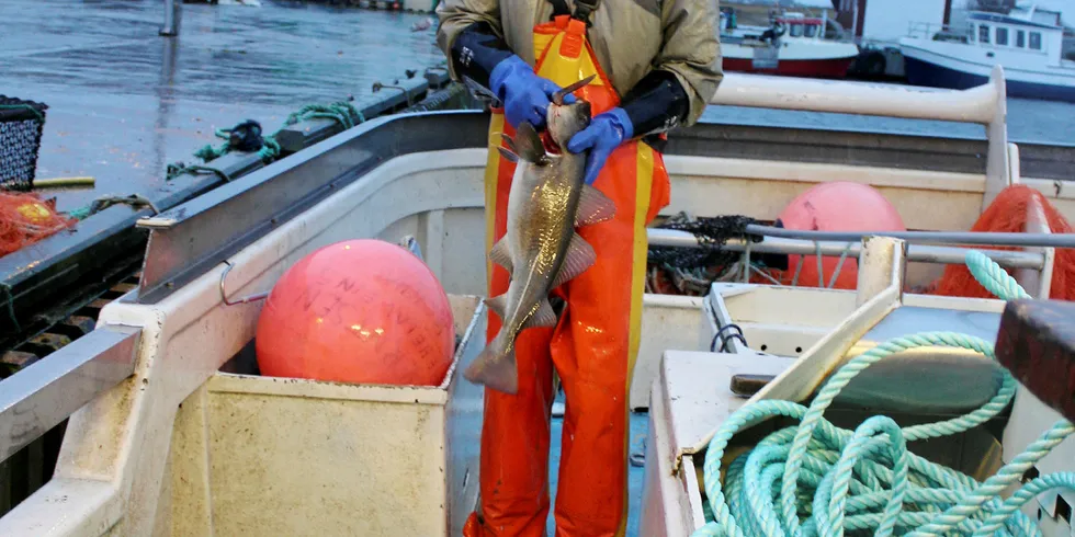 GODT FISKE: – Det er oppløftende å få en del torsk ved Lista på nyåret, sier Henning Tønnessen på «Blue Bird», som tok til sammen nærmere 1000 kilo med torsk og blandingsfisk på to turer i begynnelsen av denne uken.