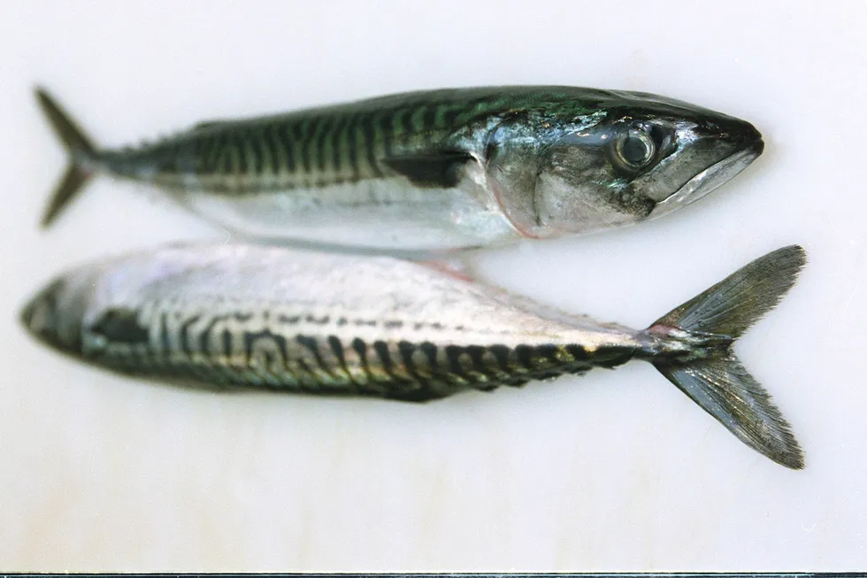 Sjømat er blant delindeksene på Oslo Børs der det er grunn til en viss optimisme, ifølge Investechs analyser. Her får to makrell illustrere sjømaten.