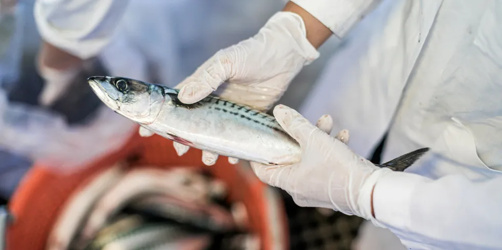 Også fisk kan få tuberkulose.