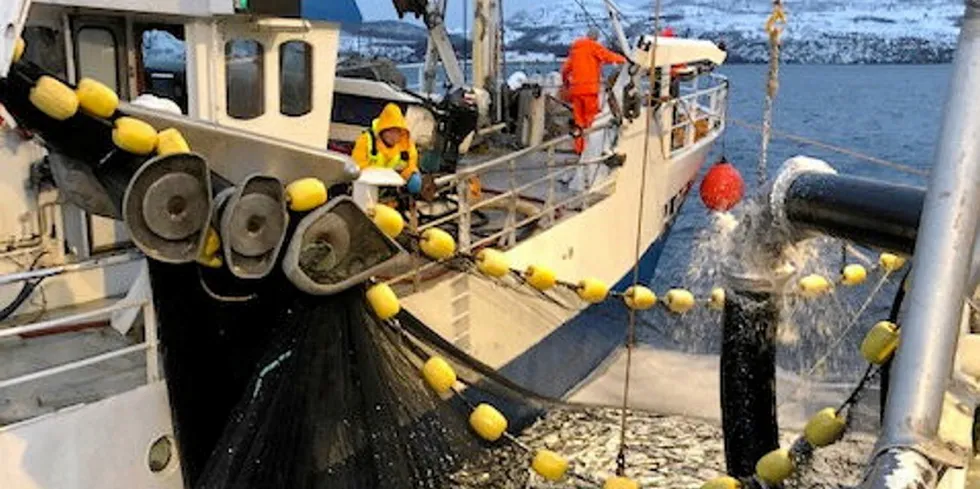 PANDEMI OG REKORD: Til tross for pandemien har omsetningsverdien av pelagisk fisk aldri vært høyere i Norges Sildelagslag enn i år. Bildet er fra pumping av sild fra lås til føringsbåt i Kvænangen.