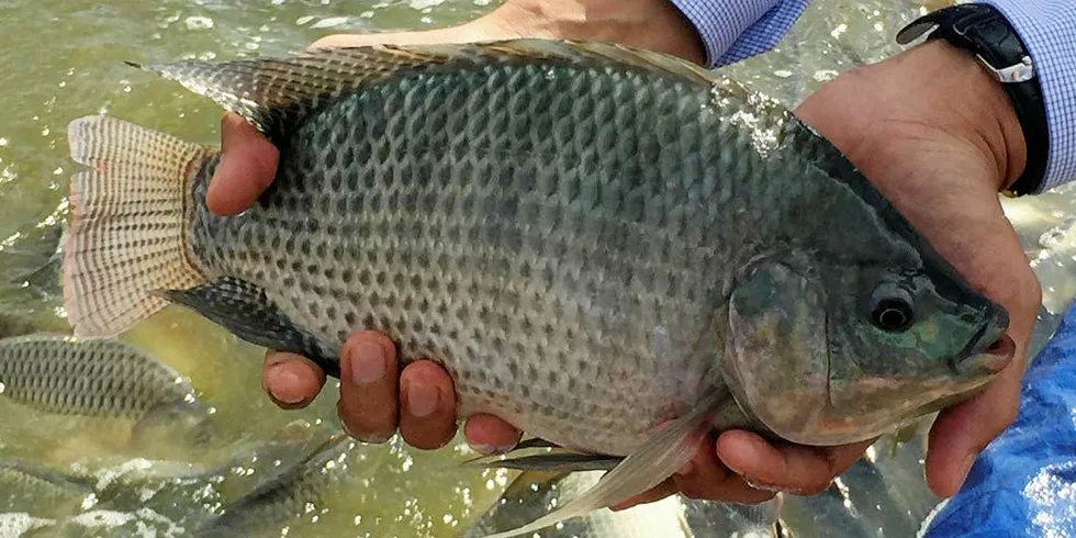 Mexican tilapia.