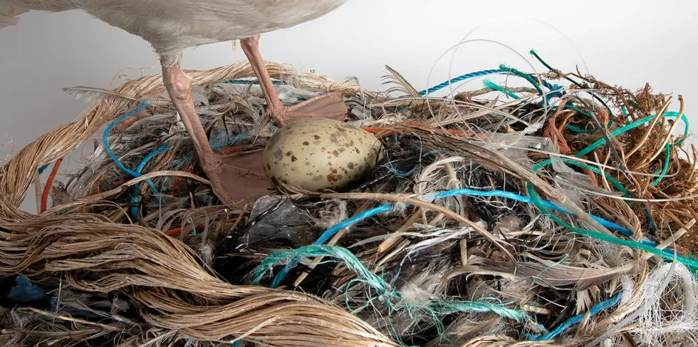 Dyrene får en falsk metthetsfølelse som gjør at de sulter i hjel, når de spiser plast. Det er likevel viktig å huske på at det ikke bare er dyrene som blir direkte påvirket av plasten.