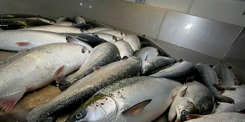 Cermaq, Grieg Seafood og Norway Royal Salmon dropper inntil videre planene om felles lakseslakteri i Finnmark.