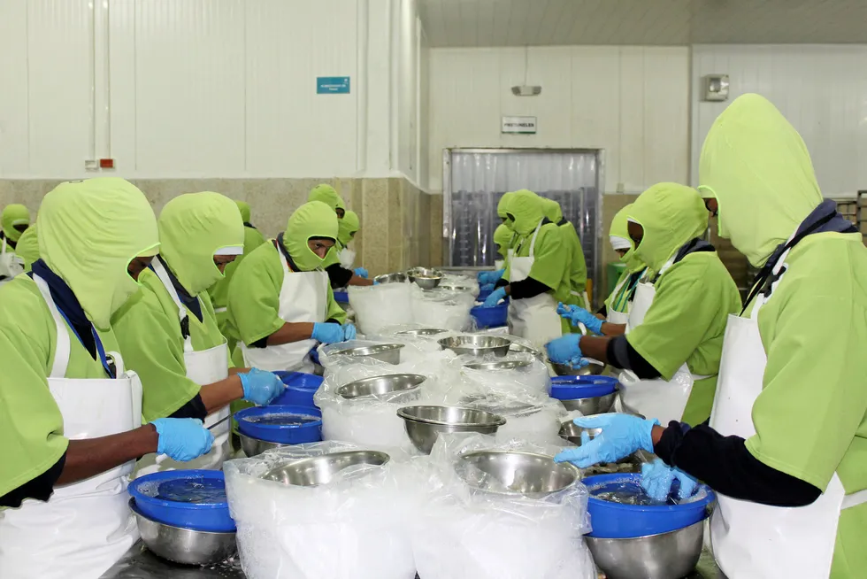 Songa's Ecuador shrimp processing plant.