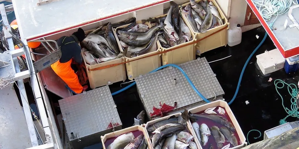 Andelen av hvitfiskfangstene som tas av nordnorske båter har vært nærmest uendret de siste 40 årene, mellom 60 og 65 prosent, og de siste 10 årene har andelen sågar hatt en svakt økende trend. Ill.foto: Jon Eirik Olsen