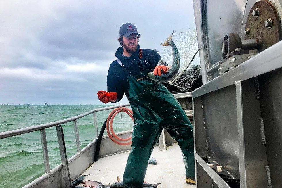 A crewman aboard the Sea Falcon in Bristol Bay hauls in a sockeye salmon. A new University of Washington forecast calls for a record run in 2022.
