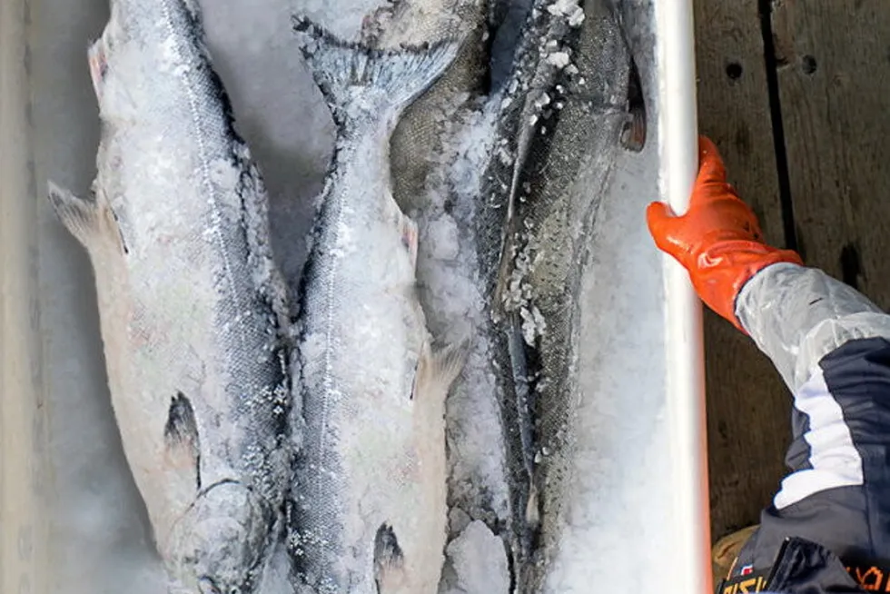 Alaska salmon salmon season has been turbulent in terms of prices.