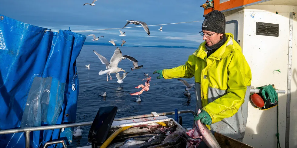 Volum har gått ned for mange salgslag, men verdien av landingene øker over nesten hele linja. Her er fisker Petter Laukslett Tande i sving i Trondheimsfjorden.