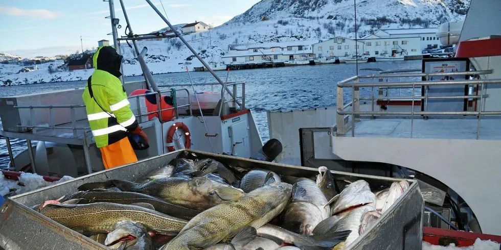 Landinger ved Gunnar Klos mottak på Stø i Vesterålen.Foto: Tommy Hansen