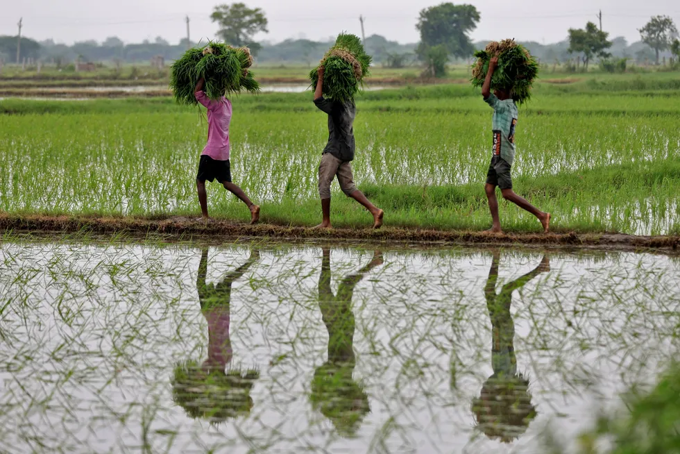 India, som står for 40 prosent av verdens riseksport, har innført eksportforbud og restriksjoner på rundt 80 prosent av eksporten. I Thailand oppfordres risbønder til å spare på vann og utsette risplanting på grunn av El Niño. Her fra risplanting utenfor Ahmedabad i India.