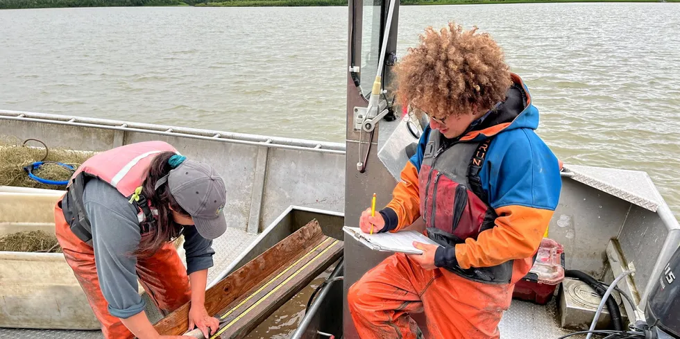 A Kuskokwim River Inter-Tribal Fish Commission sonar test fishing crew counts the haul from their afternoon drifts. The tribal commission is asking the US pollock industry to impose a chum salmon bycatch cap.