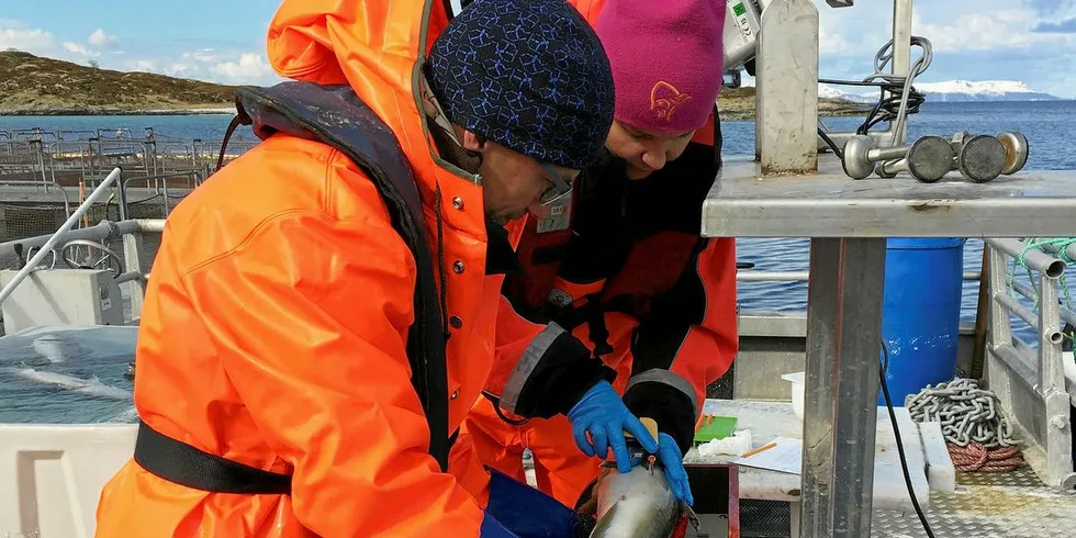 MERKING: Kristian Sørebø og Beate Solvoll som utfører merking av forsøksfisk.Foto: Biomar