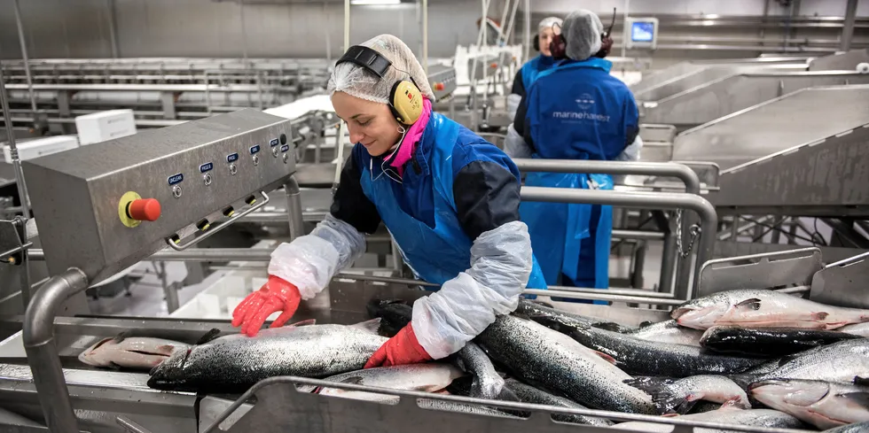 Illustrasjonsfoto fra Mowi slakteri Eggebønes i Møre og Romsdal