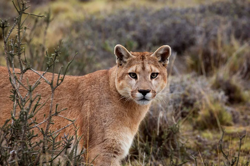 On the prowl: BP will soon sink its claws into the Puma West wildcat in the US Gulf