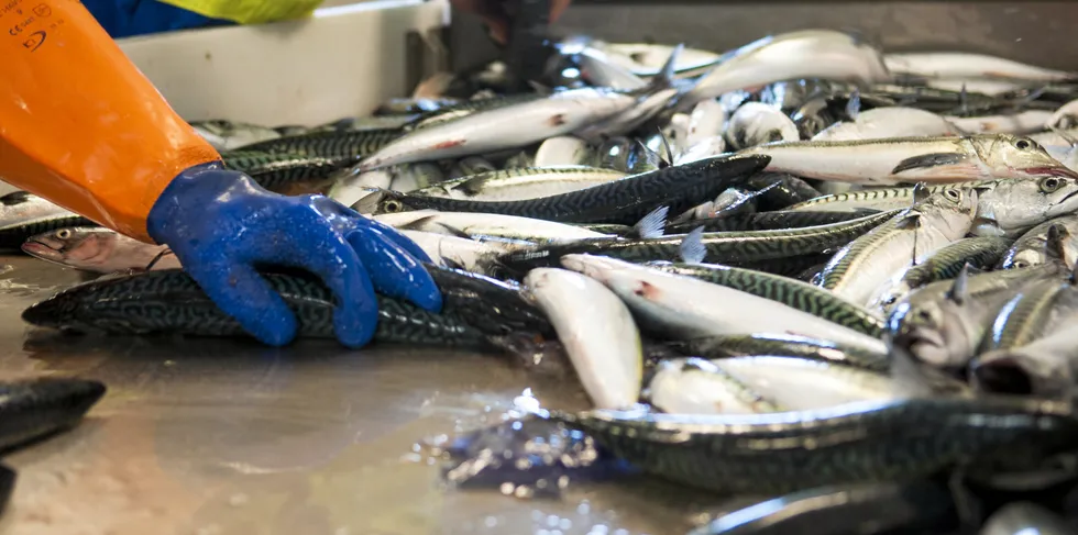 Makrell og torsk er de to største fiskeslagene sammen med NVG-sild som Norge deler med kyststatene rundt Nord-Atlanteren. Et nytt prinsipp er innført i makrell med at en del av den norske kvoten byttes bort med soneadgang i britisk farvann for å fiske makrell.