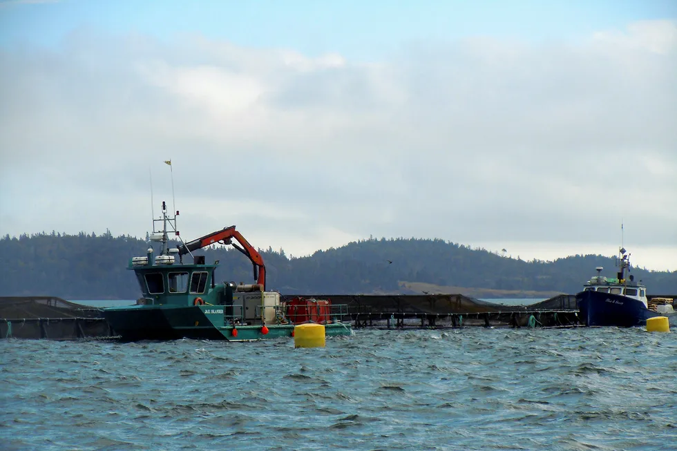 Cooke Aquaculture's farm in the Bay of Fundy.