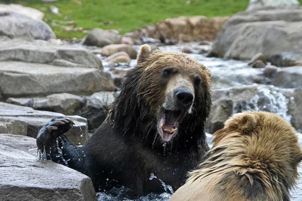 The most iconic symbol of the state of Alaska is the grizzly bear. The Alaska Department of Fish & Game (ADF&G) commissioner did his best impression in an attack on the Marine Stewardship Council (MSC) this week.