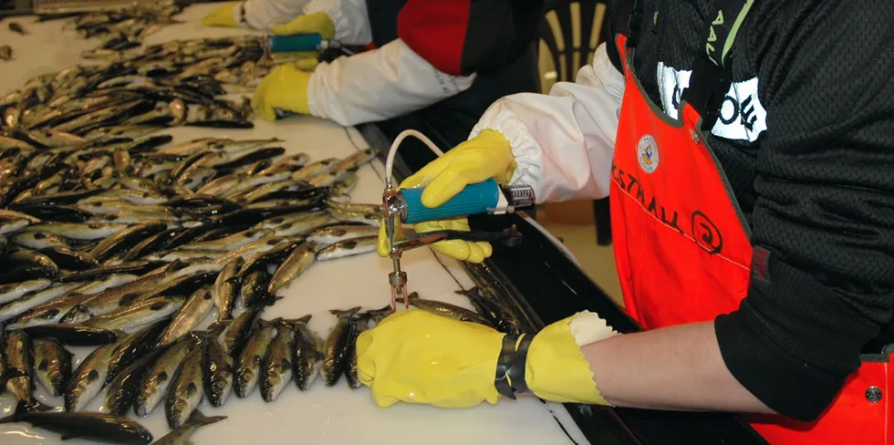 Havbruksnæringen jobber med å være i forkant av sykdommer med hjelp av vaksiner i stedet for å ta i bruk antibiotika. Her vaksineres fisken før den blir satt ut.