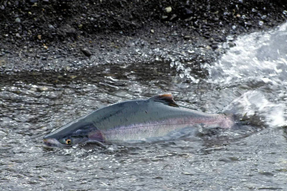 A pink salmon makes its way upstream in the Sakhalin system. PHOTO: Wild Salmon Center