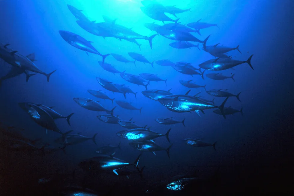 Bluefin tuna -- one of the world's most expensive seafood species.