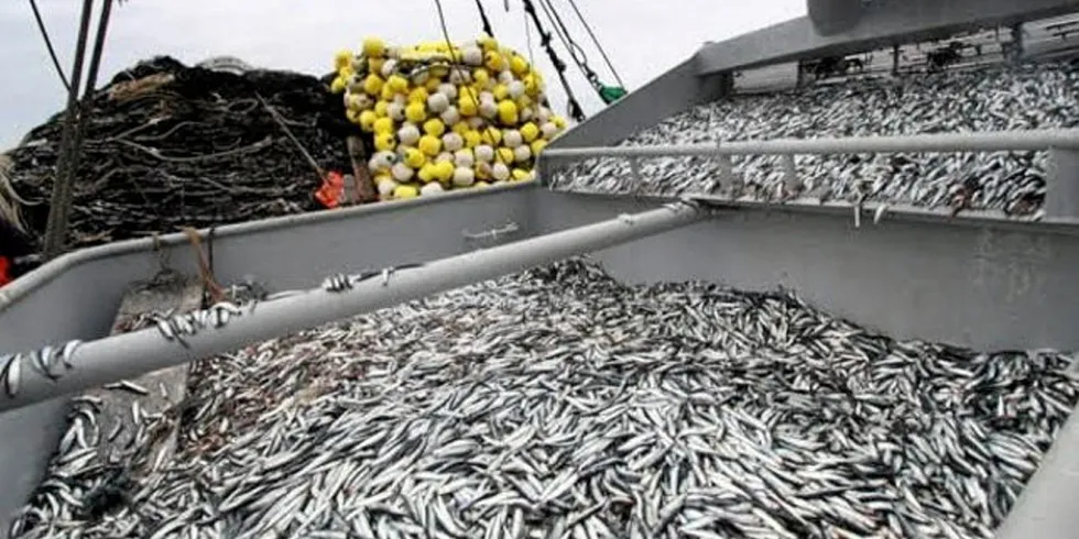 The first season's anchovy quota in Peru's north central waters was drastically slashed amid fears about high juvenile numbers and climatic conditions.
