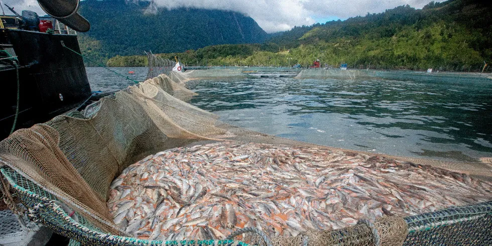 Tømming av mærene for død fisk.