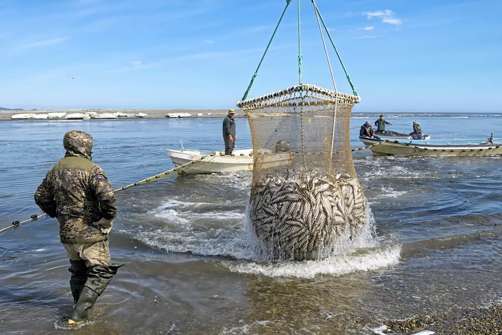 Khabarovsk Krai, Russia - May 24, 2020: Fishing industry in the Russian far East. Fishermen brigade catching Pacific herring. Sea of Okhotsk coast, Kukhtuy river mouth.