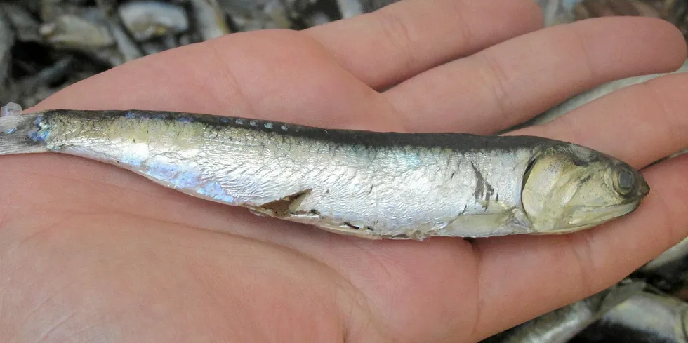 Anchoveta (stillehavsansjos) blir til fiskeolje og fiskemel. Fiskeriet i Peru er det desidert største, og kvotene der påvirker de globale prisene på råvarene.