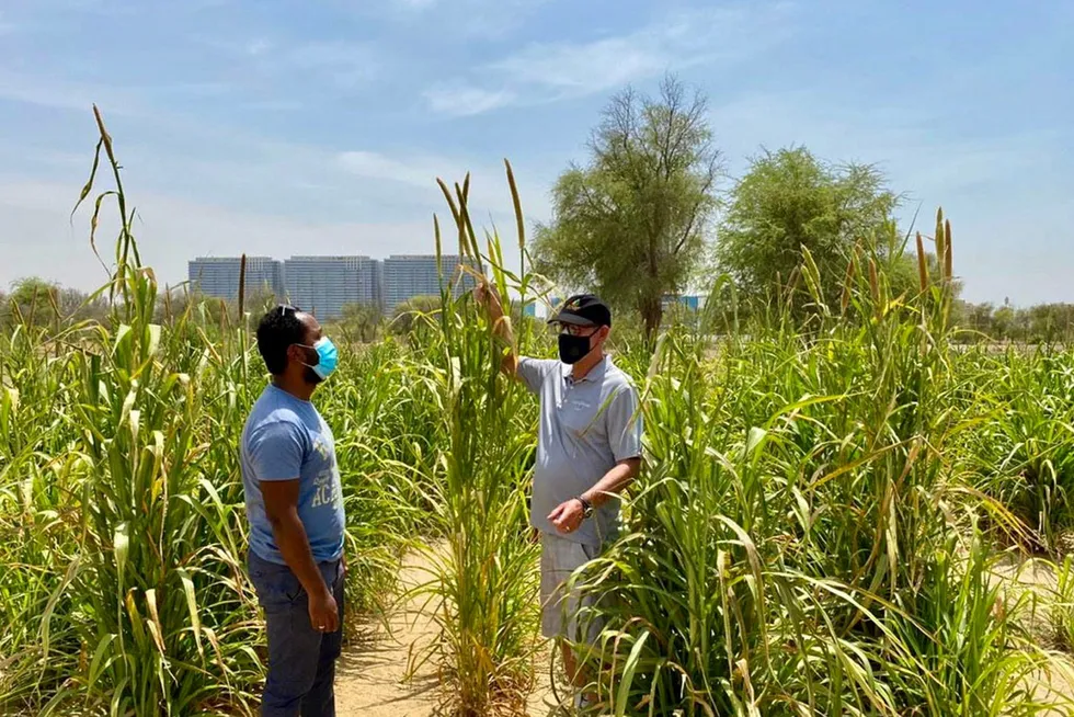 Utenfor Dubai i De forente arabiske emirater lyktes Desert Control med å omgjøre fattig jordsmonn til dyrkbar mark ved hjelp av deres patenterte leireprodukt. Fra venstre er Dr. Habtamu Giday Gebraegziabher fra organisasjonen ICBA og til høyre Atle Idland i Desert Control.