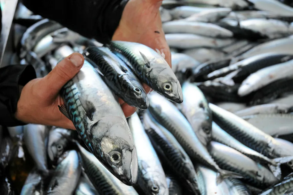 Northeast Atlantic mackerel's Marine Stewardship Council (MSC) certificate will remain suspended.